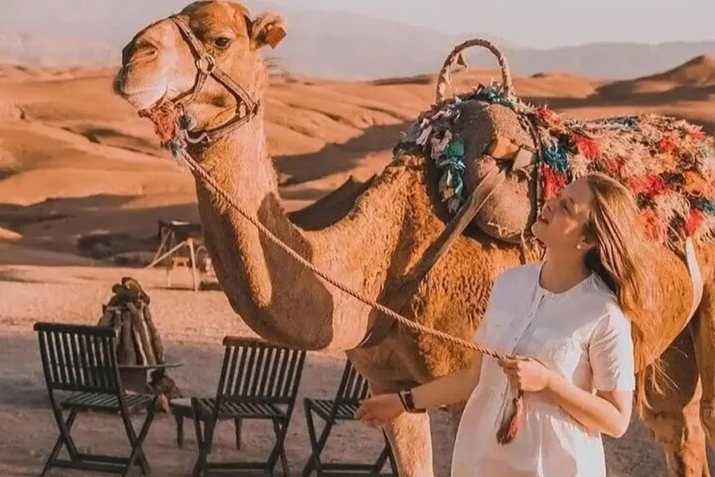 6 Best Camel Tours in Marrakech for 2024