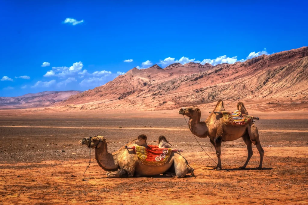 6 Best Camel Tours in Marrakech for 2024