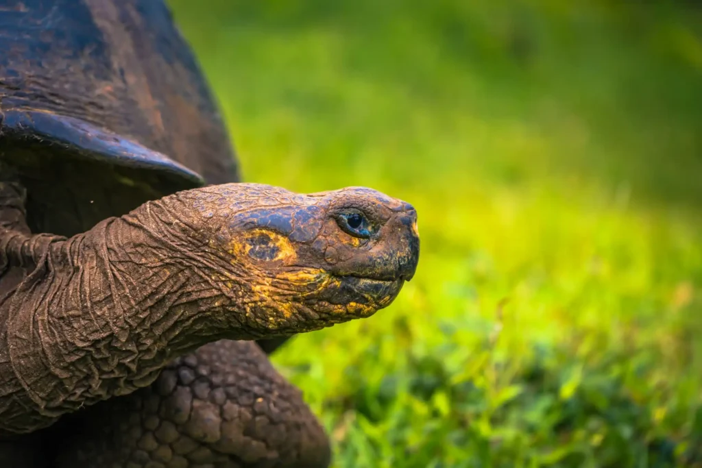 Galapagos Islands